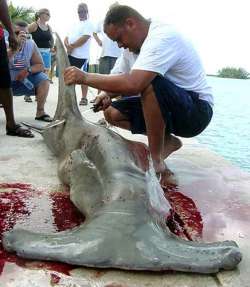 Matanza tiburones