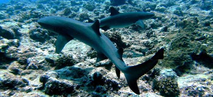 Buceo Tiburones